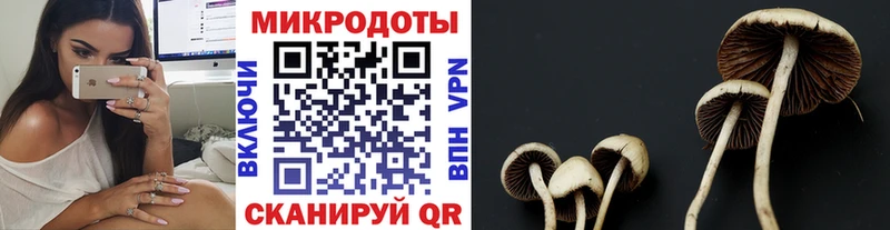 Галлюциногенные грибы Psilocybine cubensis  Серпухов 